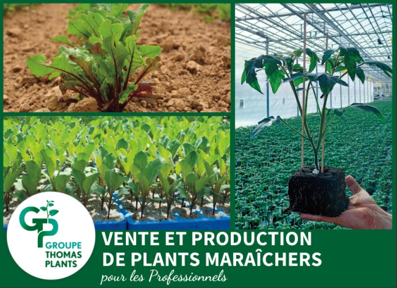 Groupe Thomas Plants – Vente et production de plants maraîchers biologiques et conventionnels pour les professionnels